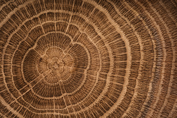 Wood oak circle texture slice background.