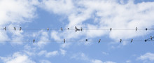 Swallows On Wire