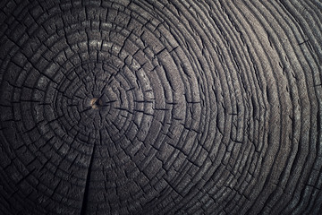 Wall Mural - Wood old ash texture of cut tree trunk, close-up.