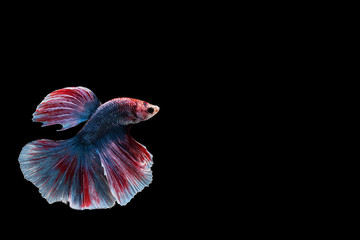 Wall Mural - Capture the moving moment of Siamese fighting fish , betta fish isolated on black background.isolated on black background.