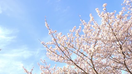 Wall Mural - Cherry blossoms swaying in wind over blue sky

