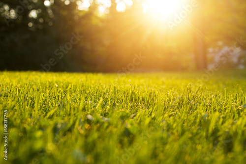 Fotografía Tranquil fresh grass for growth and water concept mother nature
