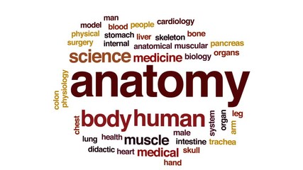 Wall Mural - Anatomy animated word cloud, text design animation.