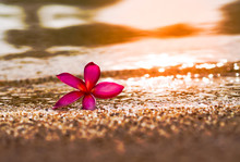 Pink Frangipani Or Plumeria Flower On Sand Beach With Small Sea Water Wave And Beautiful Bubbles And Bokeh Against Sunset Background In Summer