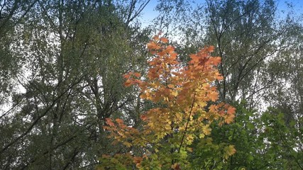 Wall Mural - Bright red and yellow leaves of a tree a maple in sunny autumn day