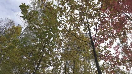Wall Mural - The deciduous wood in sunny autumn day