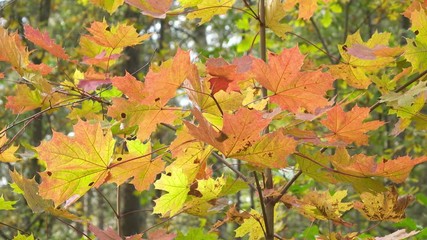 Wall Mural - Bright red and yellow leaves of a tree a maple in sunny autumn day