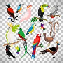 Exotic Tropical Birds On Transparent Background
