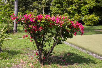 Wall Mural - Bush with beautiful tropical flowers in green park