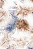 Fototapeta Boho - feather background