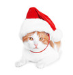 © Africa Studio - Cute cat in Santa Claus hat on white background