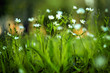 Little white flowers in the green summer meadow
