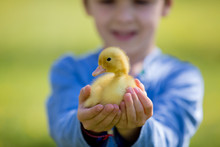 Cute Little Boy With Ducklings Springtime, Playing Together