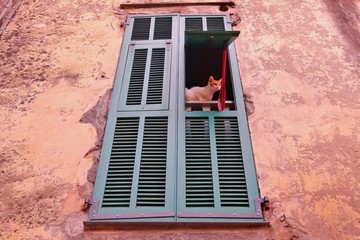 Poster - Chat qui regarde par la fenêtre.