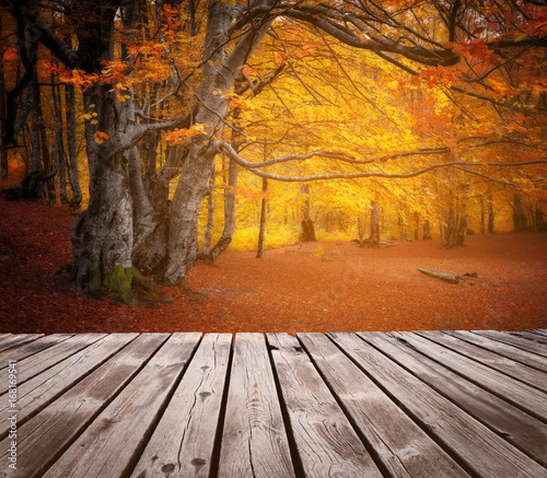 Zdjęcie XXL Jesień kolor żółty i czerwony kolorowy las i drewniana deska na przedpolu