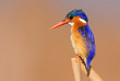 Kingfisher Colours