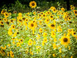 Sonnenblumenfeld