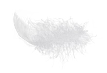 Light Fluffy Feather Isolated On White Background.
