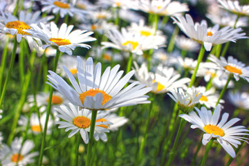 Blooming chamomile, close-up of a slightly blurred background, color  white