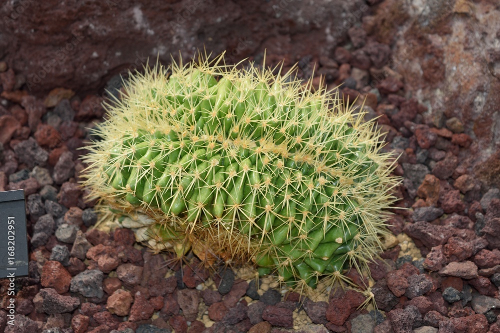 サボテン エキノカクタス金鯱綴化 Echinocactus grusonii f