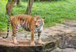 tiger standing relaxation in nature