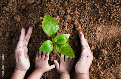 Fotografia Close up Kid hand and father planting young tree