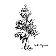 Vector Sketch Illustration Of Bald Cypress. Black Silhouette Of Swamp Cypress Isolated On White Background. Coniferous State Tree Of Louisiana. Symbol Of Southern Swamps