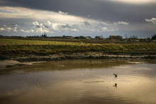 Lone Sea Gull Flies Up Marshland River Under Storm Clouds.