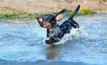 Dachshund Swims In The Lake, Jumps Over The Water With A Spray