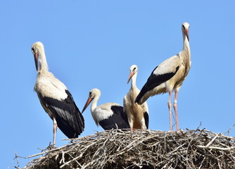 Wall Mural - family of white storks in village Biskupice in Czech republic,first flight,