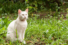 White Cat Standing In The Grass