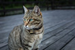 Tabby cat with a bell on its neck sitting on wooden deck in the evening dusk.