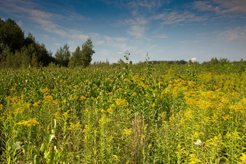 Dense overgrown meadow in summer