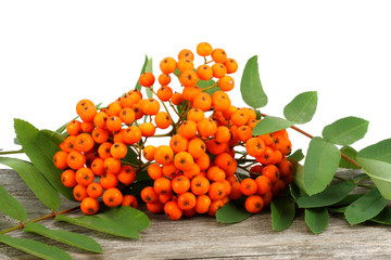 Rowan with green leaf on old wooden table