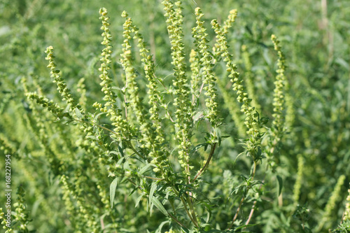 Photographie Ragweed plants (Ambrosia artemisiifolia) causing allergy