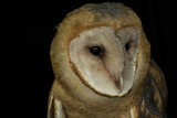 Fototapeta Zwierzęta - Barn Owl Close Up