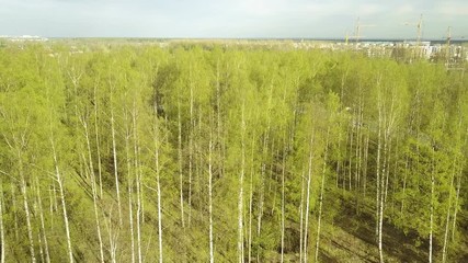 Wall Mural - Aero view from drone on the birch wood in the summer sunny day,