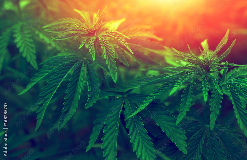  marijuana  background at sunset. bush cannabis. - obrazy, fototapety, plakaty 