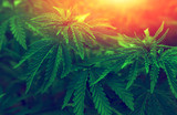 Fototapeta  -  marijuana  background at sunset. bush cannabis.
