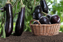 Basket Full Of Eggplants On The Soil Under The Plants In Vegetable Garden , Crop Concept