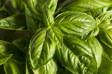 Raw Green Organic Basil Leaves