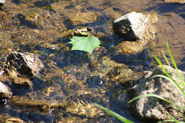 Forms of Nature