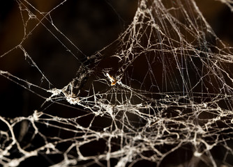 Wall Mural - Spider web on the ceiling as a background