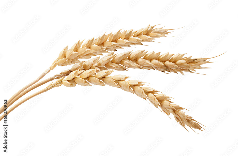 Three wheat spikelets - obrazy, fototapety, plakaty 