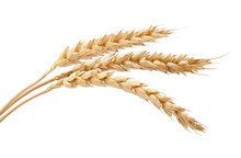Three Wheat Spikelets