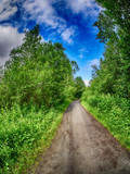 Fototapeta Dziecięca - Road in the forest