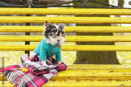 Longhair Chihuahua Dog Wearing Blue Wool Pullover Sitting On