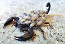 A Female Scorpion Carrying Its Offspring On Its Back - Side View
