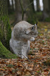 Eurasischer Luchs oder Nordluchs (Lynx lynx) im Herbstlaub