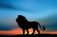 African Lion In The Sunset